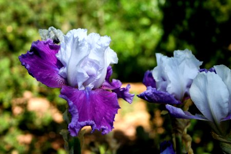 Multi Color Irises