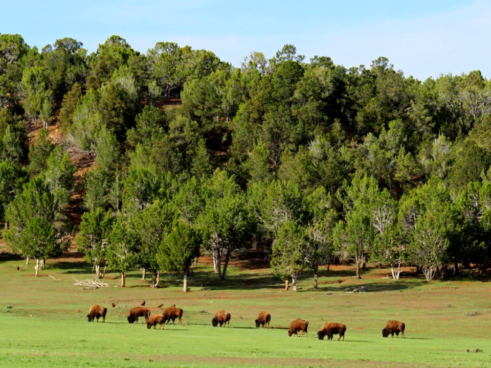 Bison Ranch in Utah