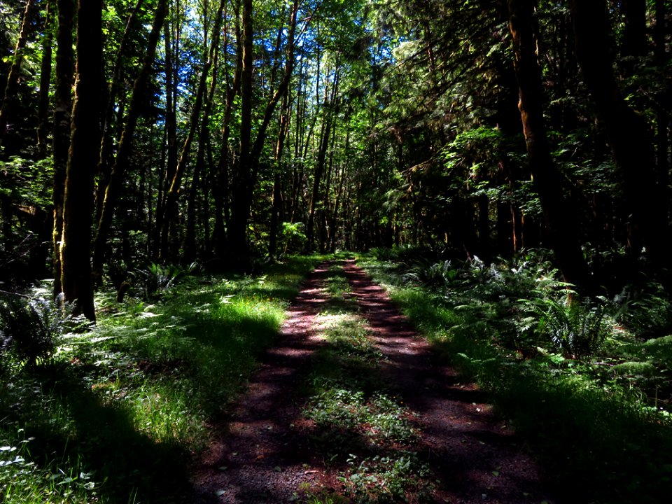 Trees and Forest at Mt. St. Helens NM in Washington