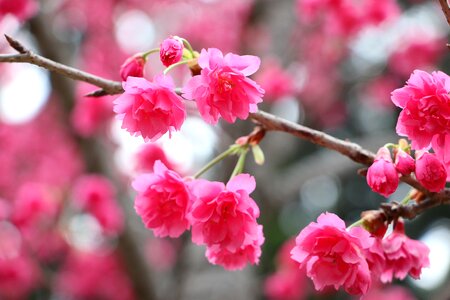Cherry blossoms chung cheng age read don 櫻 flowers chung cheng age reading hall