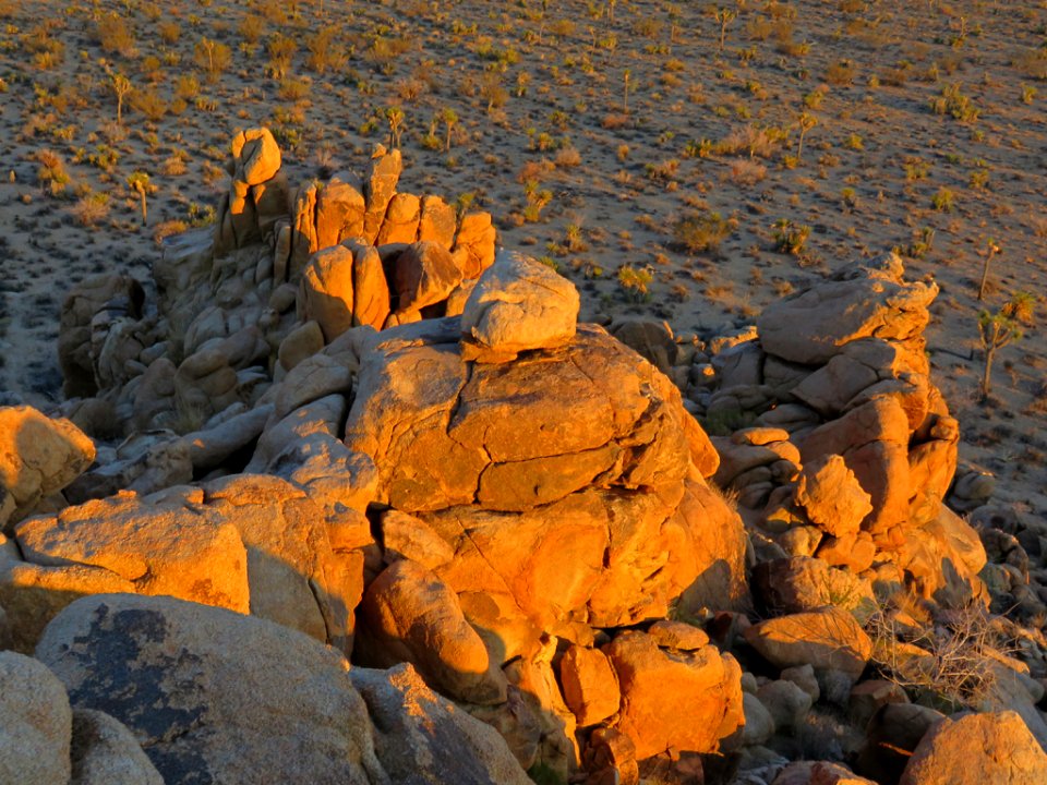 Joshua Tree NP in CA