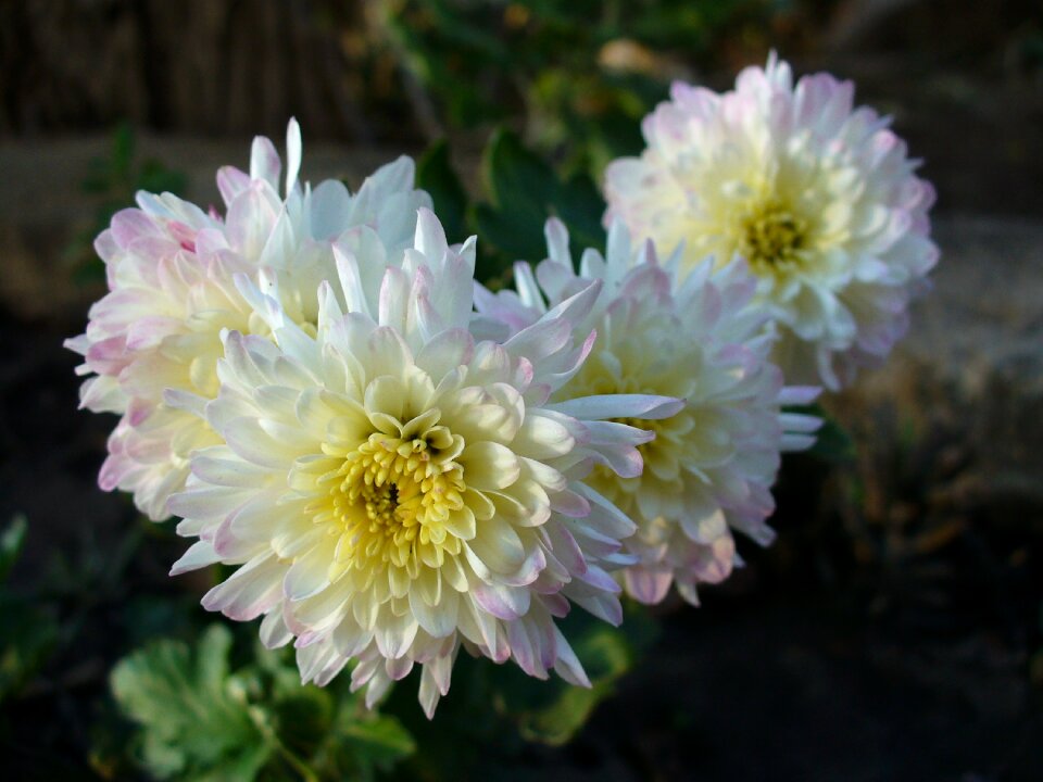 Blossoms blooms macro