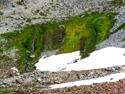 Skyline Trail at Mt. Rainier NP in WA photo