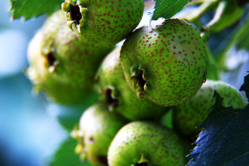 Hawthorn green exotic