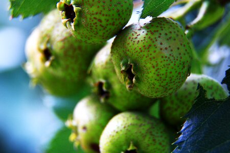 Hawthorn green exotic