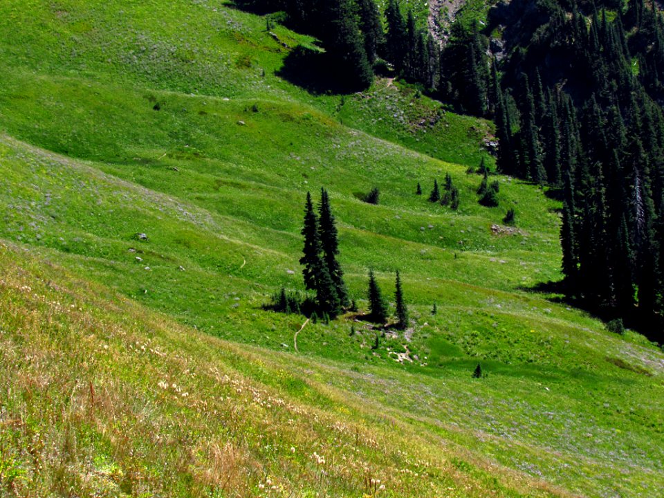 Tatoosh Wilderness in WA