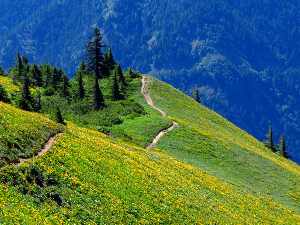Dog Mountain Trail in Washington