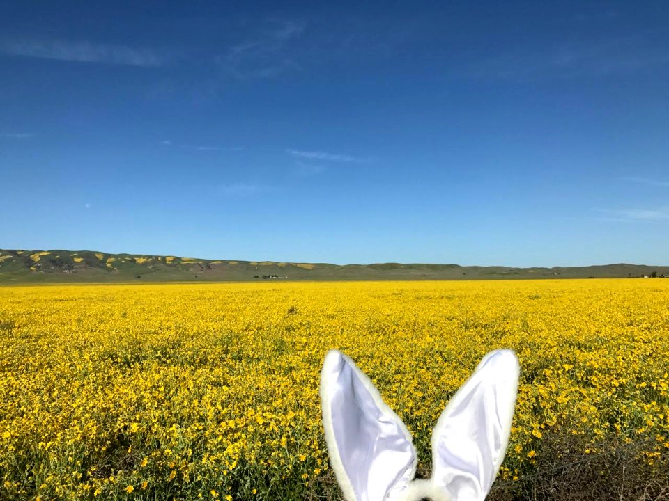Easter Bunny Field by Jonathan Sidy