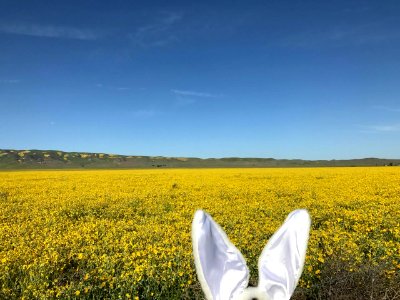 Easter Bunny Field by Jonathan Sidy photo