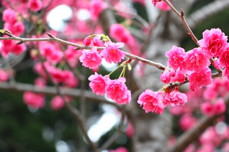 Cherry blossoms chung cheng age read don 櫻 flowers chung cheng age reading hall