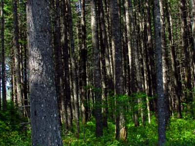 Trees at Gifford Pinchot NF in WA