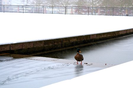 Duck & snow