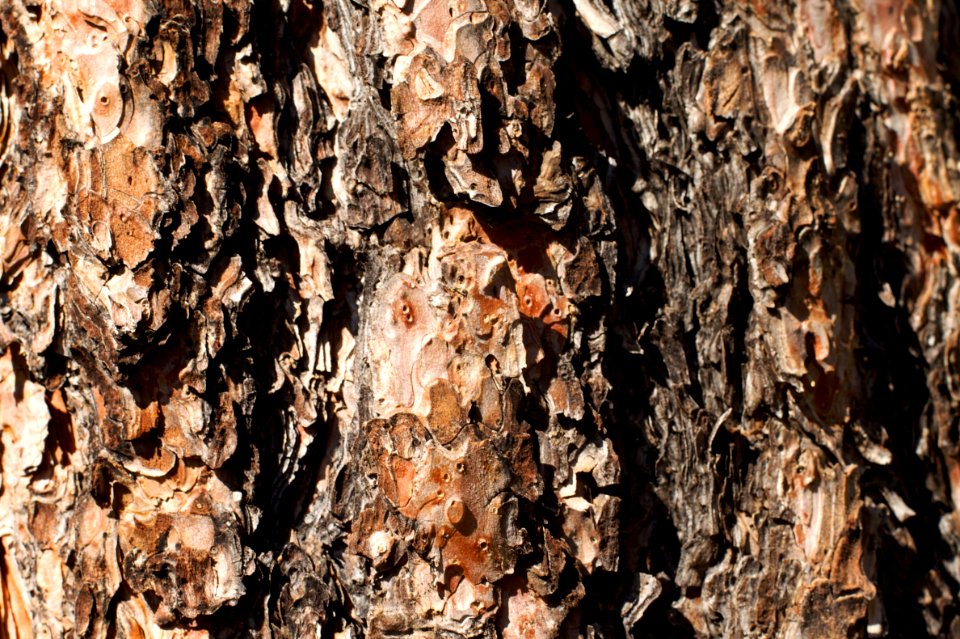 Ponderosa Pine Brown photo