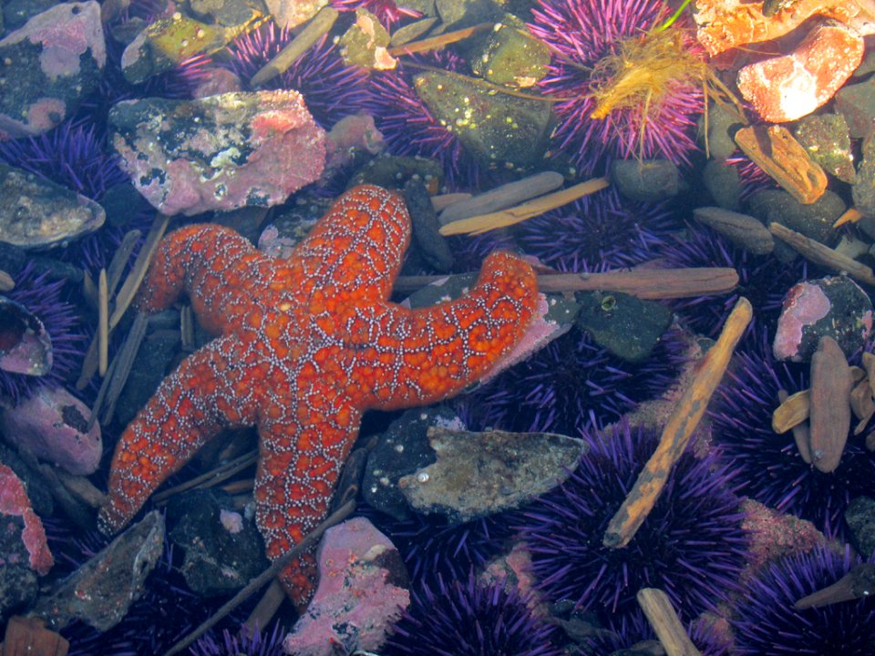 Tidal Pool at Yaquina Head in OR