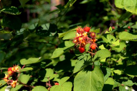 Wine Berries