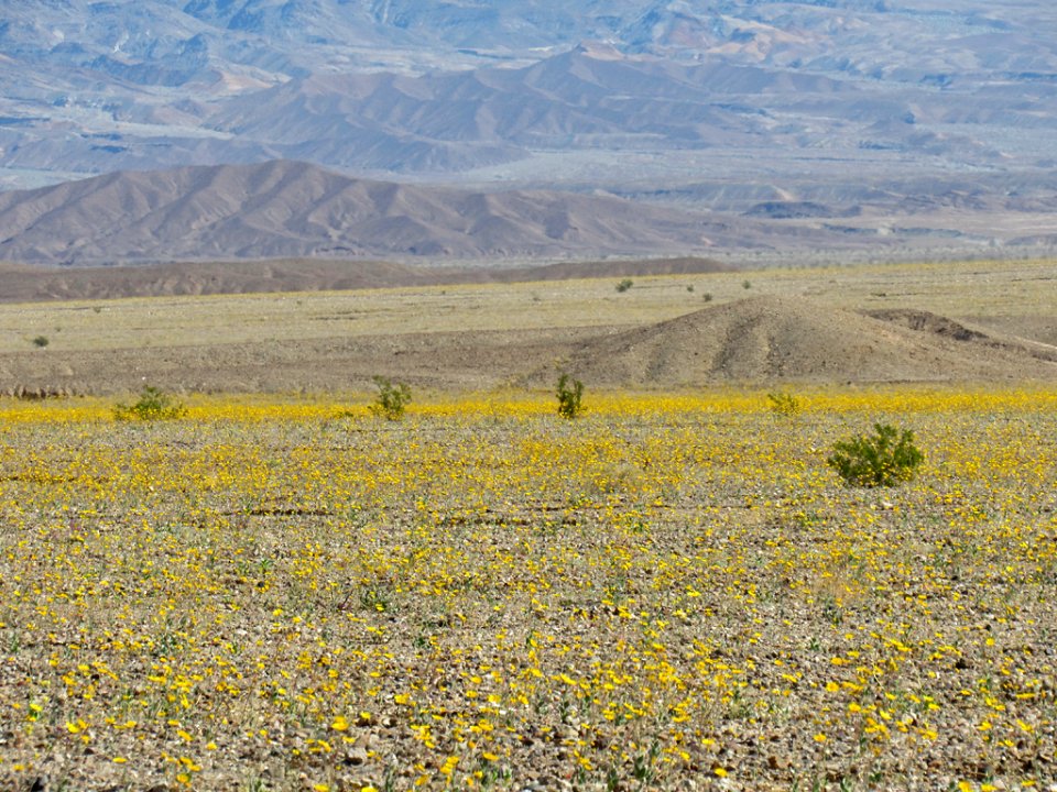 Wildflower Super Bloom at Death Valley NP in CA