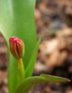 This Close to Flower Time