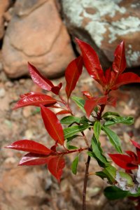 Shrub Along the Fence