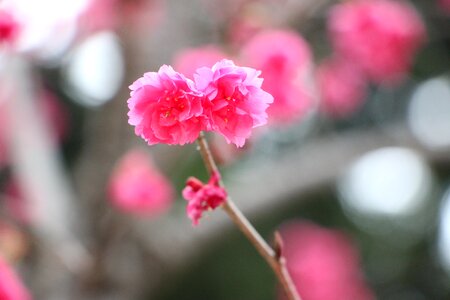 Cherry blossoms chung cheng age read don 櫻 flowers chung cheng age reading hall