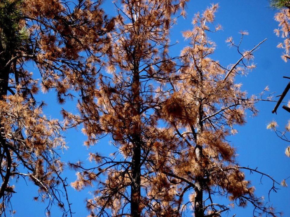 I see Dead Pines