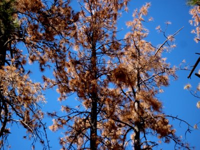 I see Dead Pines