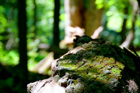 Moss on Bark