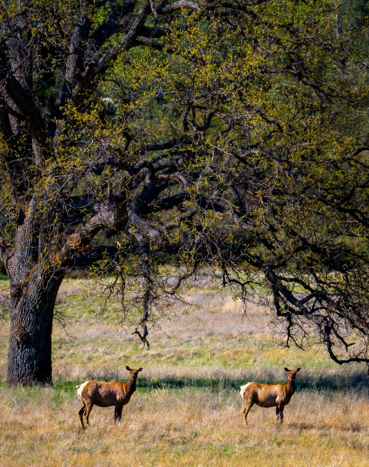 Tule Elk in Clear Creek Management Area