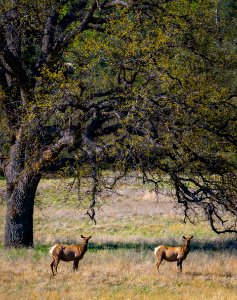 Tule Elk in Clear Creek Management Area photo