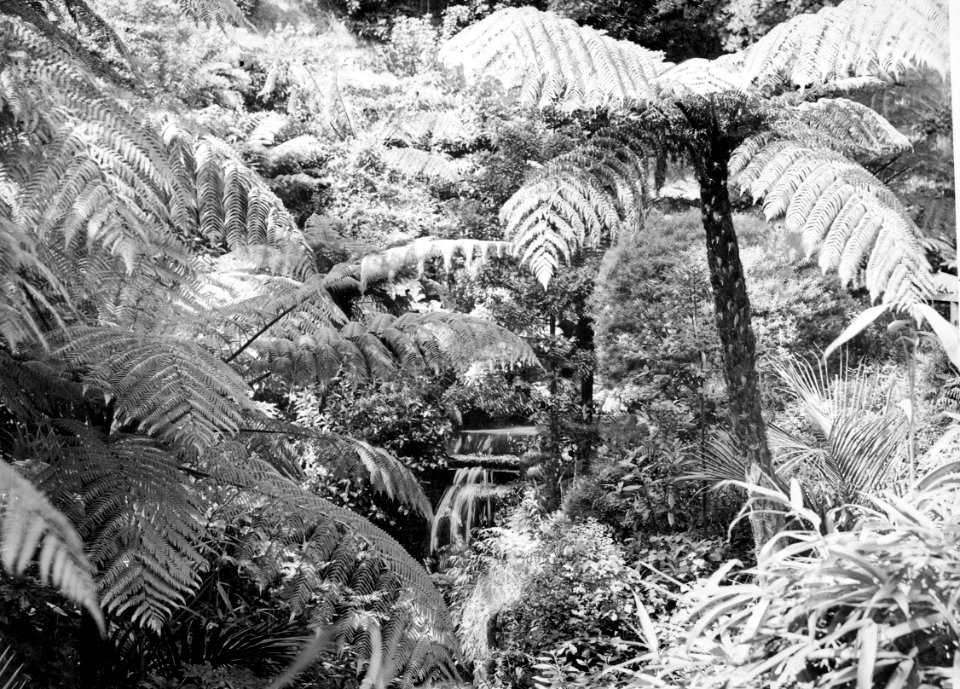 00138-12301; Waterfall set amongst the ferns, Botanic Gardens - [1936]