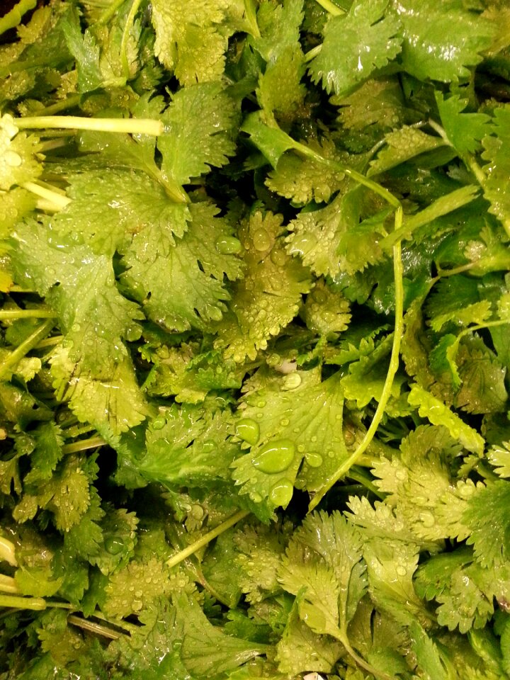 Vegetables kale organic
