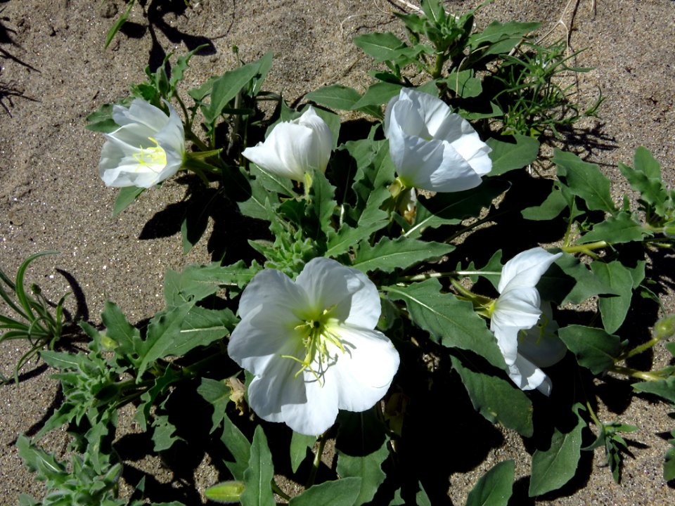 Wildflowers at Anza-Borrego Desert SP in CA photo