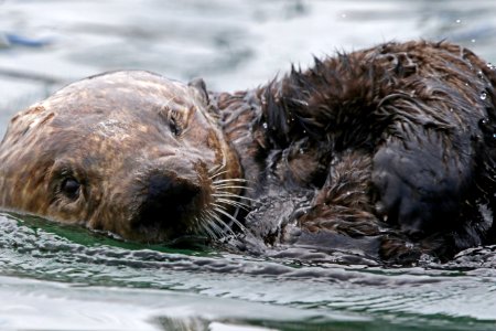 Sea Otter photo