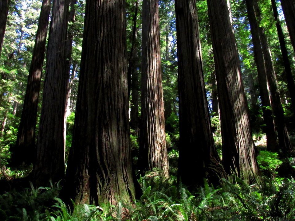 Jedediah Smith Redwoods SP in California
