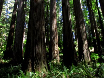 Jedediah Smith Redwoods SP in California photo