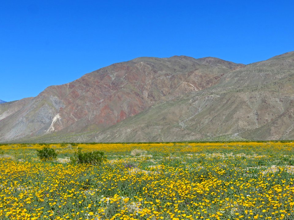Henderson Canyon with Wildflowers at Anza-Borrego Desert SP in CA