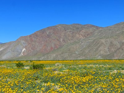 Henderson Canyon with Wildflowers at Anza-Borrego Desert SP in CA photo