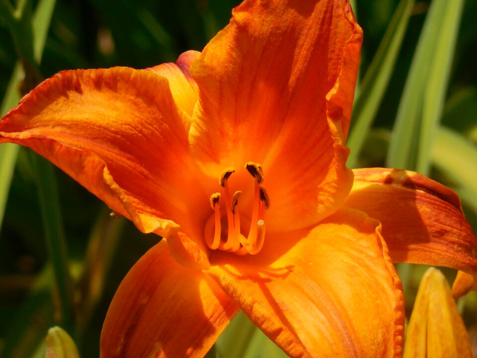 Lily nature flower