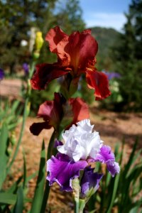 Burgundy Iris
