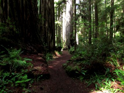 Jedediah Smith Redwoods SP in California photo