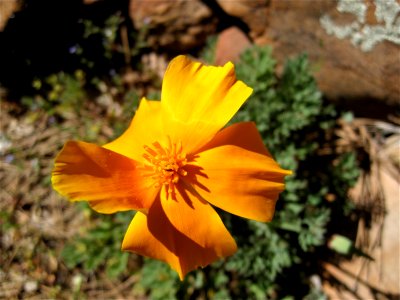 First Golden Poppies Spotted