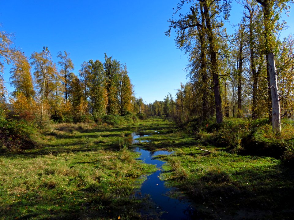 Autumn at Steigerwald Lake NWR in WA