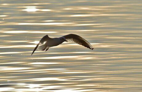 Lake constance animal world lake photo