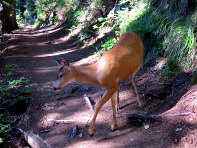 Deer at Mt. Rainier NP in Washington photo