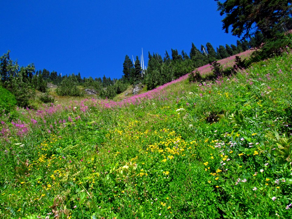 Wildflowers at Tatoosh Wilderness in WA