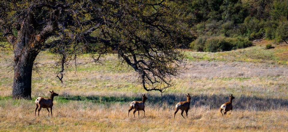 Tule Elk in Clear Creek Management Area