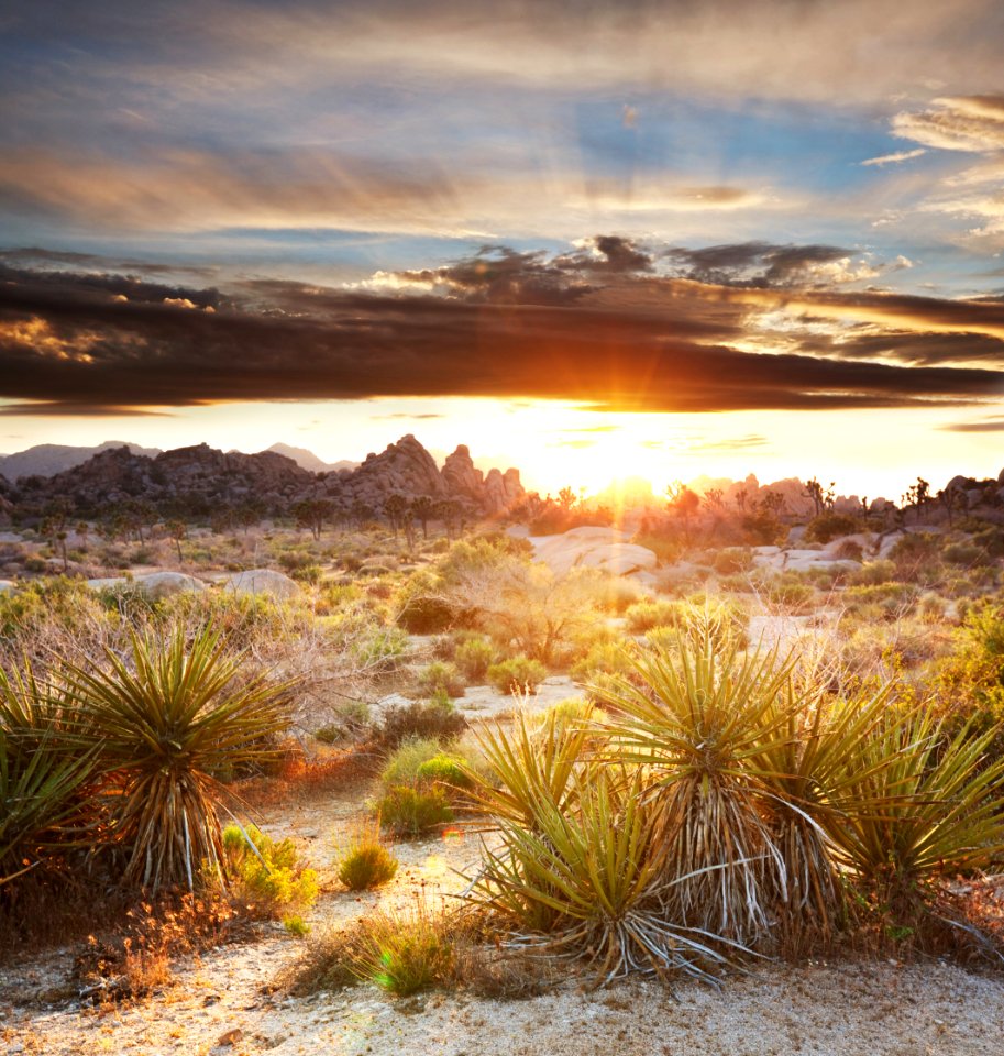 Joshua Trees in the California Desert