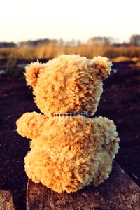 Soft toy bears stuffed animal photo