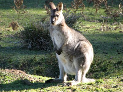 Nature wildlife marsupial