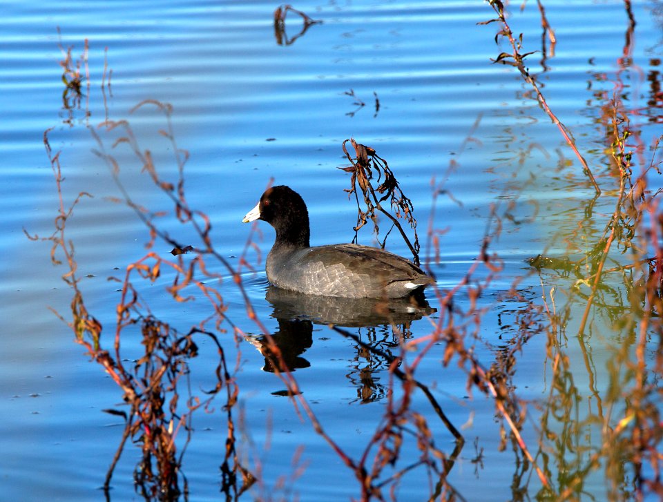 Cosumnes River Preserve