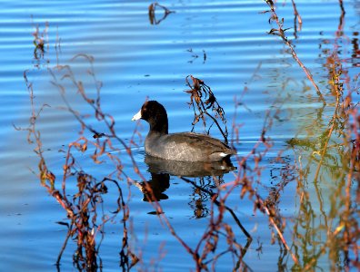 Cosumnes River Preserve